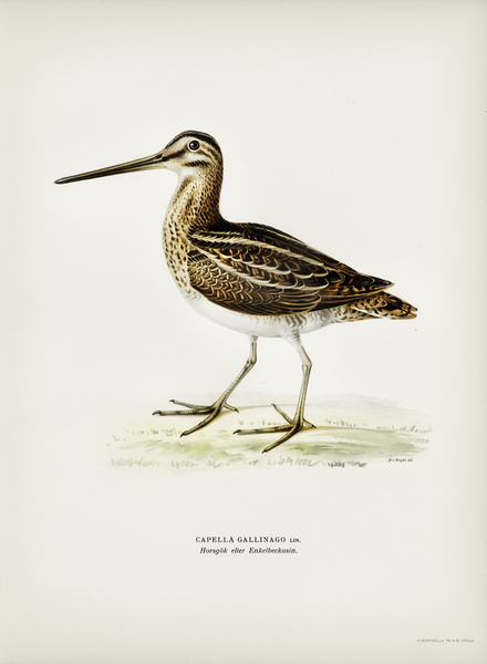 Common snipe capella gallinago Print