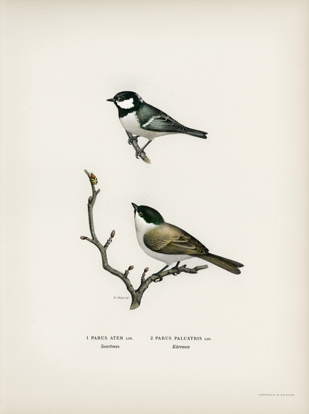 Coal Tit Parus Ater and Marsh Tit Parus Palustris Print