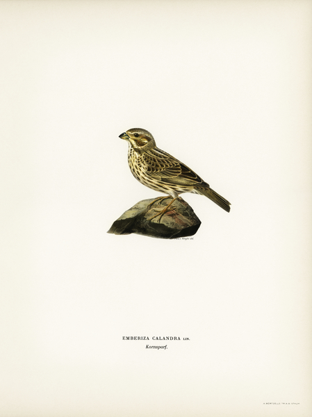 Corn bunting EMBERIZA CARLANDRA Print