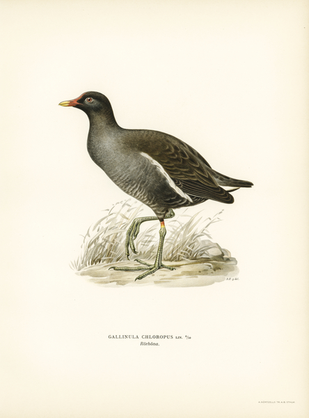 Common moorhen gallinula chloropus Print