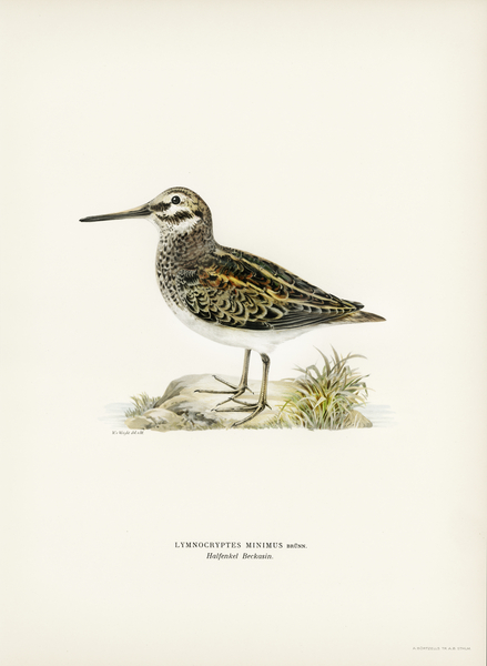 Jack snipe Lymnocryptes minimus Print