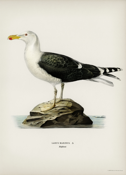 Great black-backed gull Larus Marinus Print