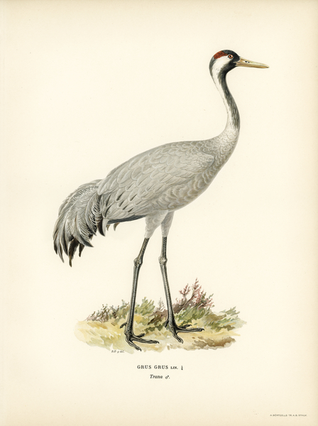 Common Crane Grus Grus Print