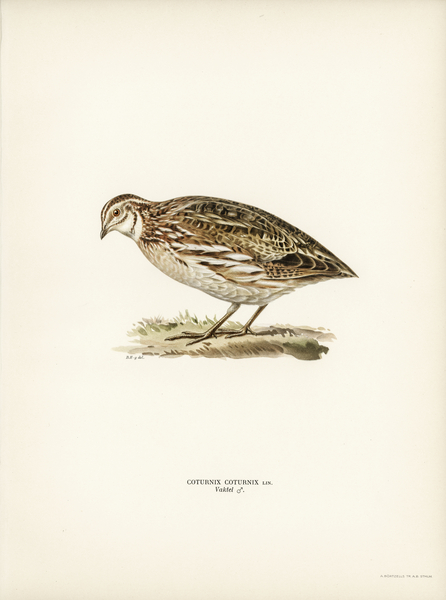 Common quail Coturnix coturnix Print