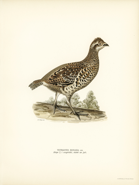 Hazel grouse tetrastes bonasia Print