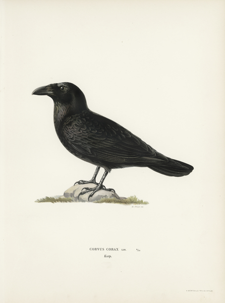 Magnus von Wright Birds   Wildlife
