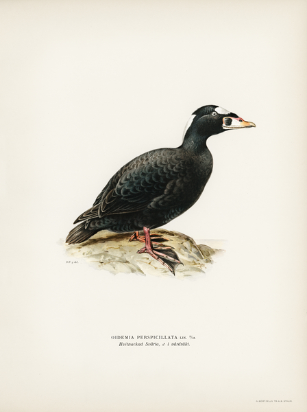 Surf Scoter male Oidemia perspicillata Print