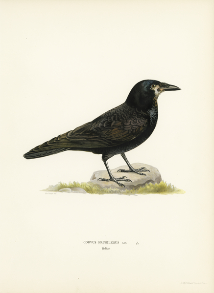 Rook Corvus Frugilegus Print