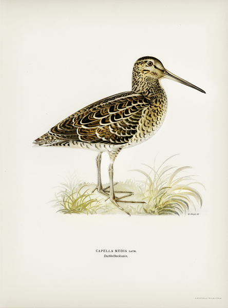 Great snipe Capella media Print