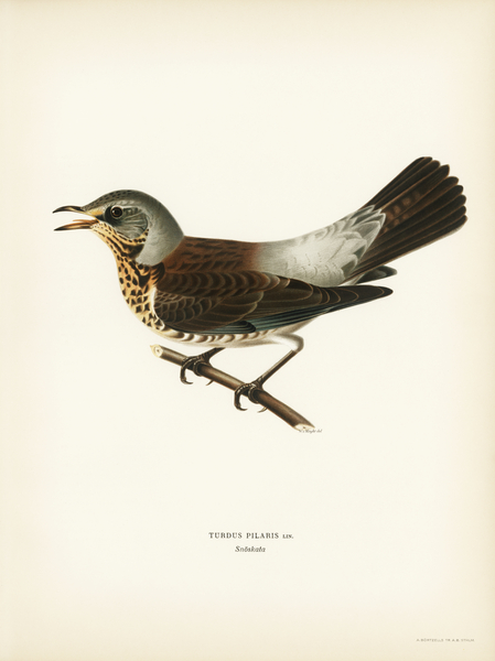 Fieldfare Turdus pilaris Print