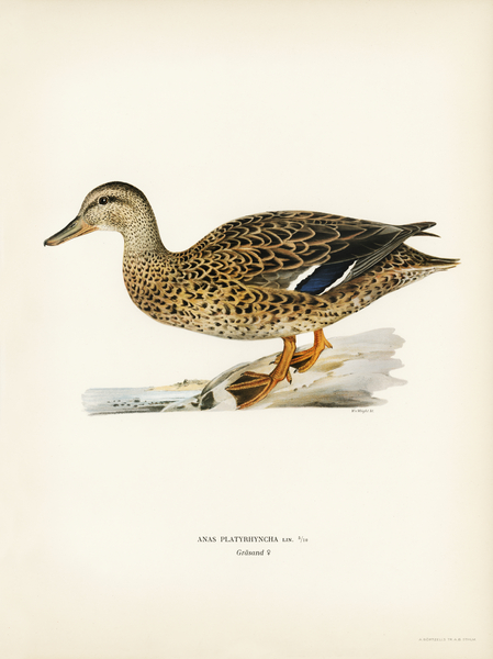 Mallard female Anas platyrhynchos Print