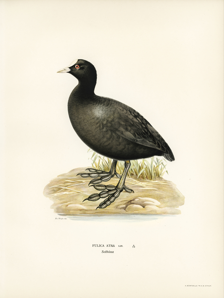 Eurasian coot Fulica atra Print