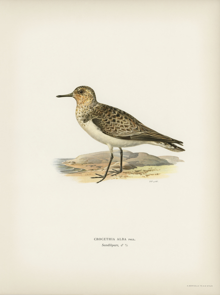 Sanderling Crocethia alba Print