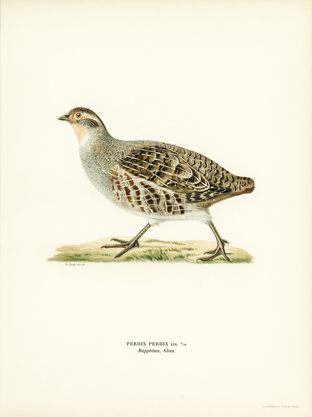 Grey partridge PERDIX PERDIX Print