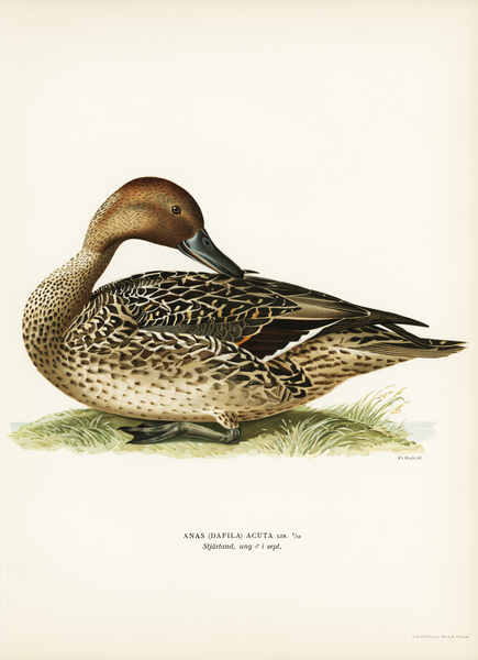 Northern Pintail Anas [dafila] acuta Print