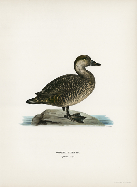 Black scoter female Oidemia nigra Print