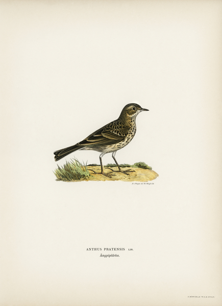 Meadow pipit Anthus pratensis Print