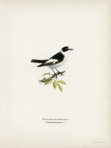 Collared flycatcher Muscicapa collaris Print