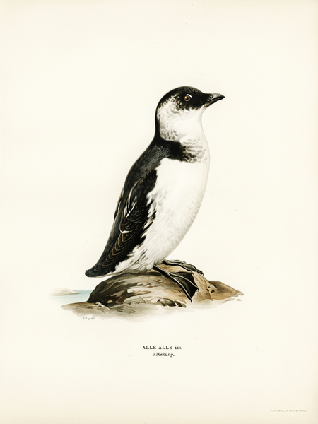 Little auk Alle alle Print