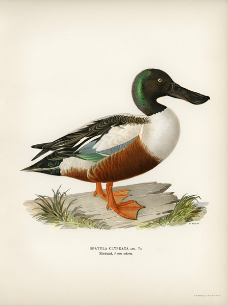 Cinnamon teal Spatula cyanoptera Print