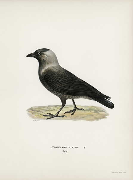 Western jackdaw Coloeus monedula Print