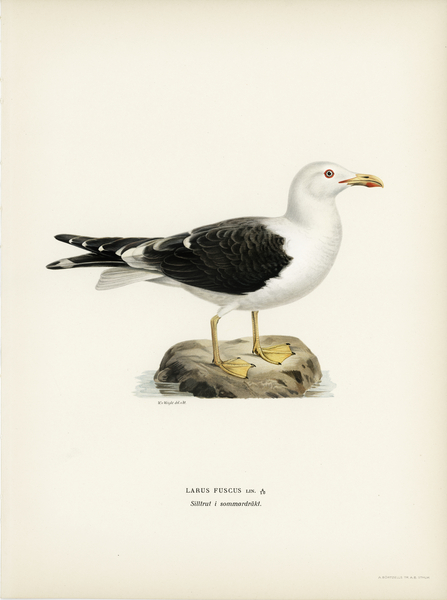 Lesser blak-backed gull Larus fuscus Print