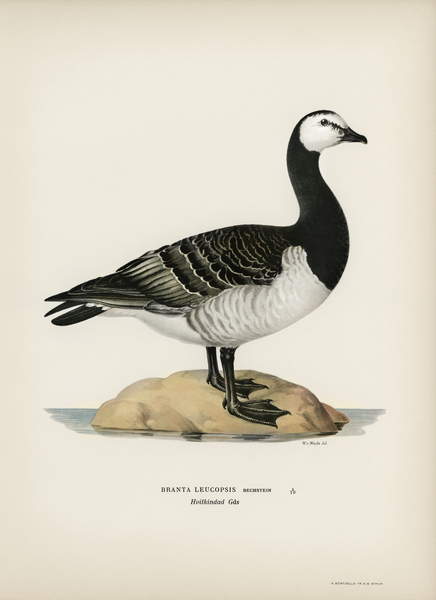 Barnacle Goose BRANTA LEUCOPSIS Print
