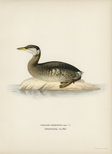 Young red-necked grebe Podiceps grisegena Print
