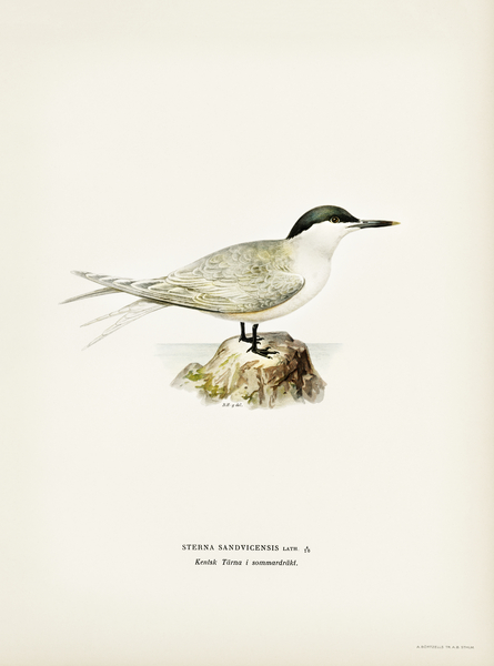 Sandwich tern Sterna sandvicensis Print