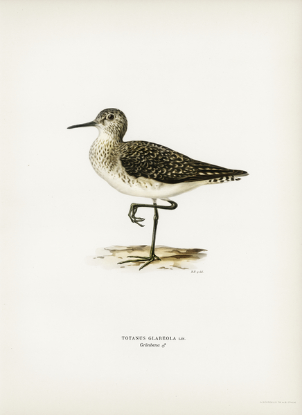 Wood Sandpiper Totanus Glareola Print