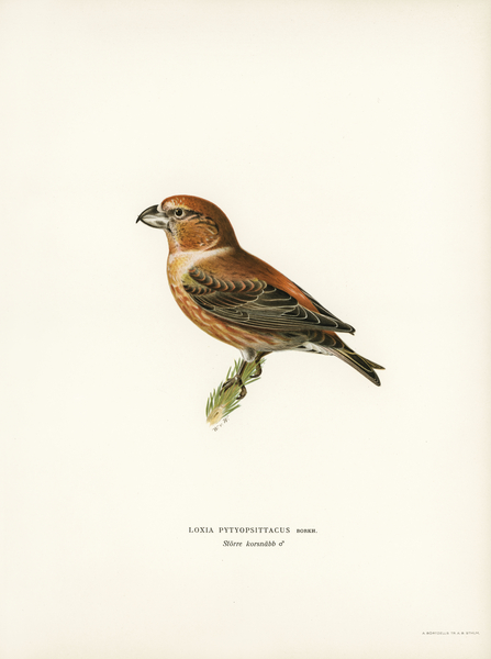 Parrot Crossbill ♂ Loxia pytyopsittacus Print
