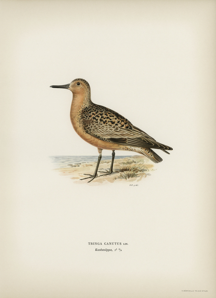 Red Knot ♂ Tringa Canutus Print