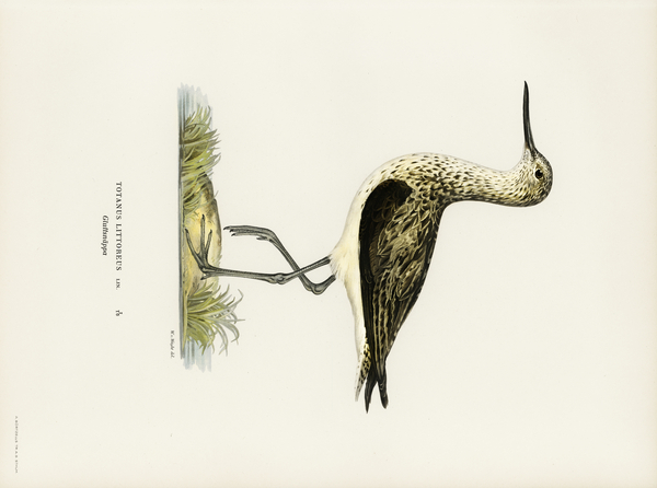 Greenshank Totanus Littoreus Print