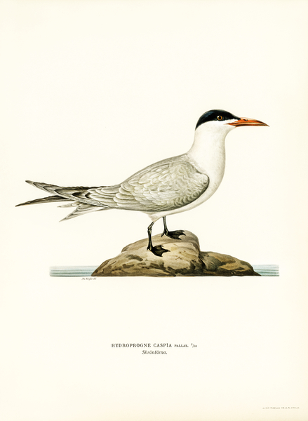 Caspian lern HYDROPROGNE CASPIA Print