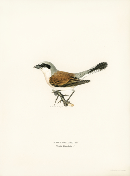 Red-backed Shrike male Lanius collurio Print