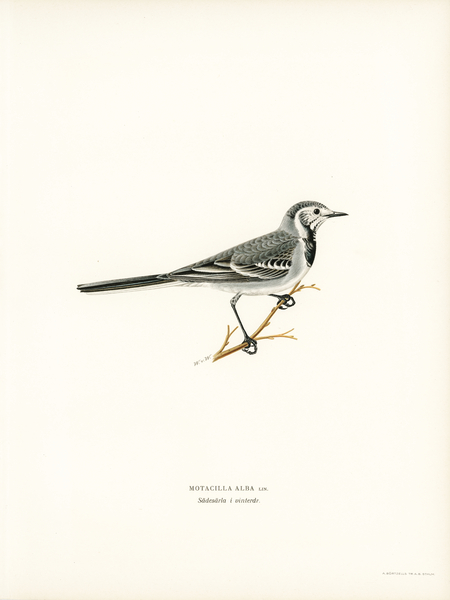 Pied Wagtail Motacilla alba Print