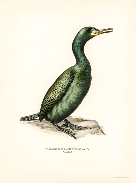 European shag Phalacrocorax aristotelis Print