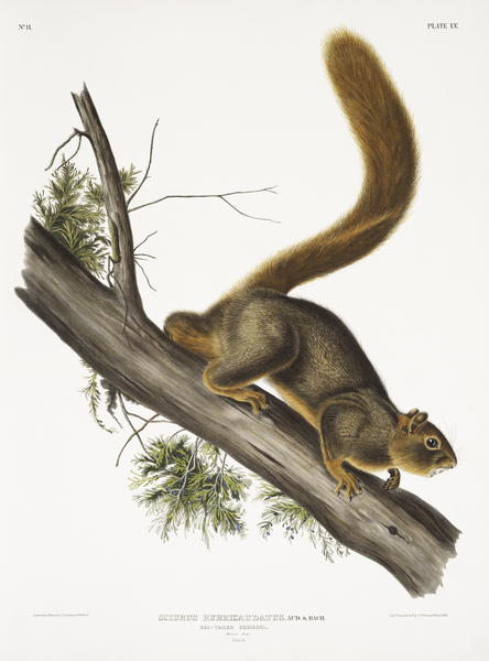 Viviparous Quadrupeds North America John Audubon
