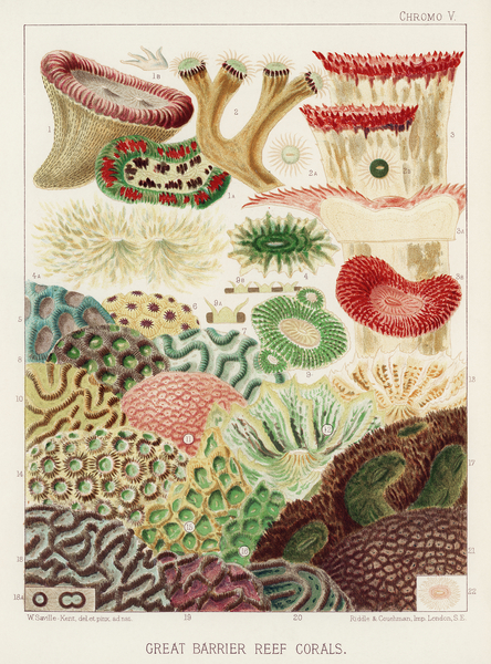Great Barrier Reef Corals from The Great Barrier Reef of Australia 1893 by William Saville-Kent 1845-1908. Fig 1: Trachyphyllia amaraniusFig 2 : Caulastroea DistortaFig 3 : Mussa CorymbosaFig 4 : Mussa MultilobataFig 5 : PrionastroeaFig 6 : Favia Bo Print