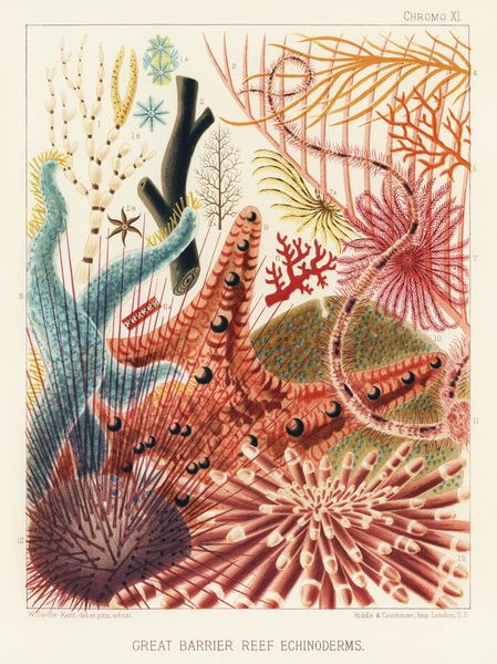 Great Barrier Reef Echinoderms from The Great Barrier Reef of Australia 1893 by William Saville-Kent 1845-1908. Fig 1: Isis HippurisFig 2: Queensland black coral Antipathes abiesFig 3: Ctenocella PectinataFig 4: Gorgonia AustraliensisFig 5: Melitodes Print
