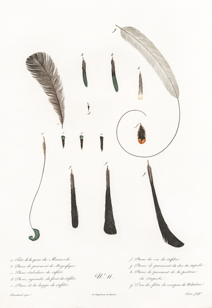 King bird of paradise feather and tail Print