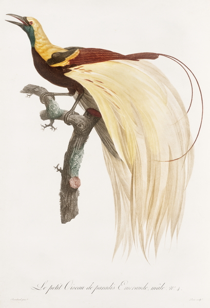 Young emperor bird-of-paradise male  Print