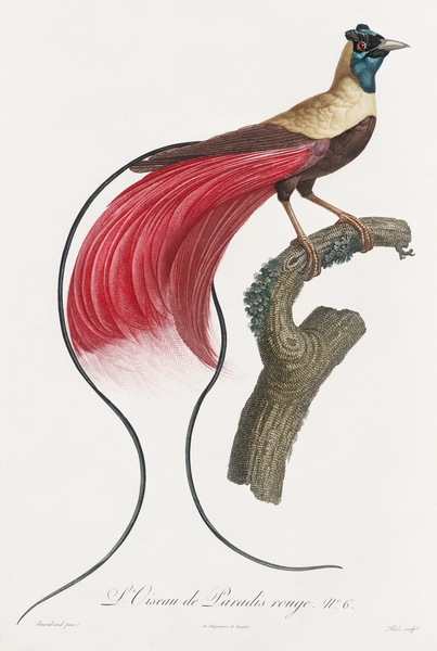 Red bird of paradise  Print
