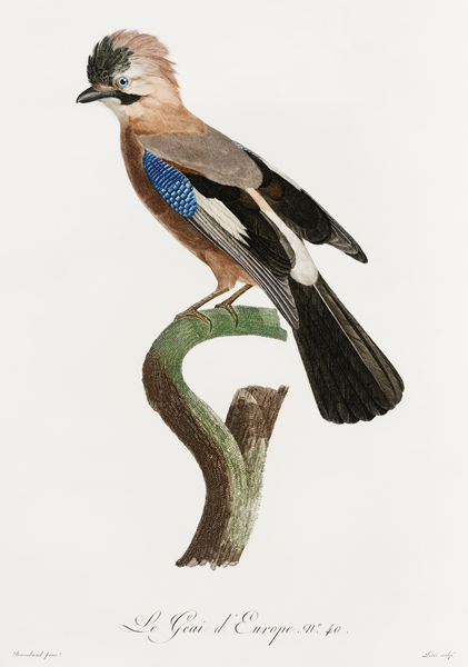 Jacques Barraband  Birds   Wildlife