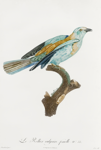 Abyssinian roller female Print