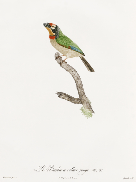 Black-collared barbet  Print