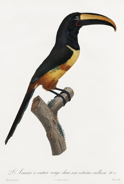 Old red belt aracari  Print