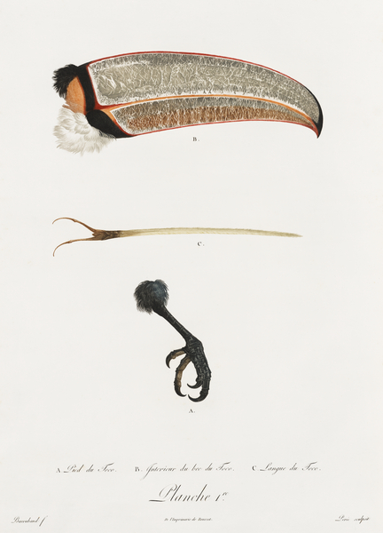 Toco foot beak and tongue  Print