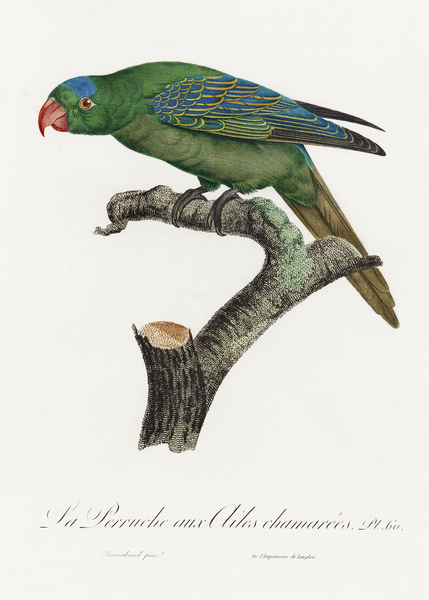 Yellow-crowned parakeet  Print