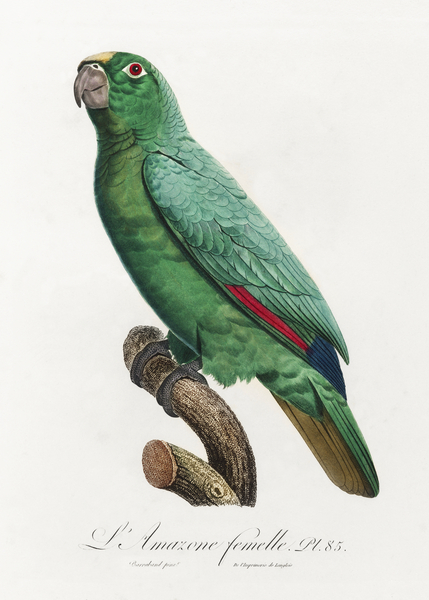 Yellow-crowned amazon Print